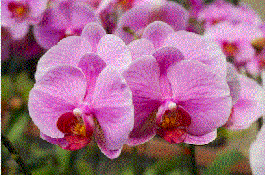 Flor y Flor orquideas